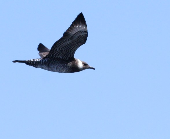 Pomarine Jaeger